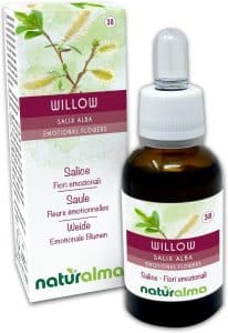 Willow o Sauce (Salix alba var. vitellina)